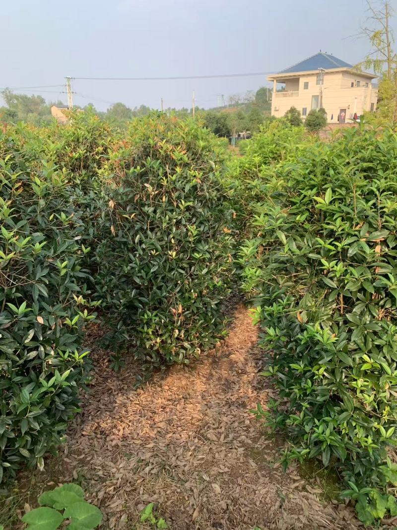 笼子桂花造型规整庭院种植易养护欢迎选购