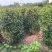 笼子桂花造型规整庭院种植易养护欢迎选购