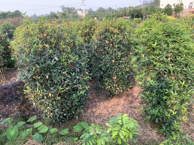 笼子桂花造型规整庭院种植易养护欢迎选购
