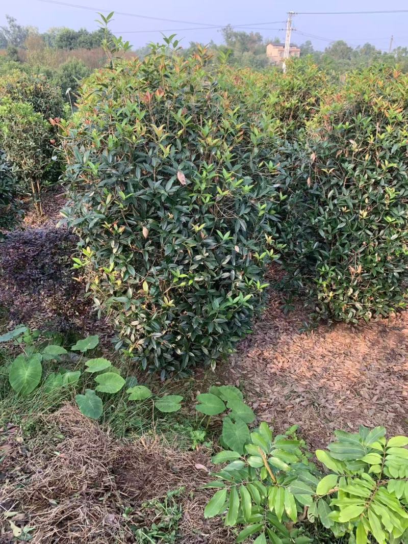 笼子桂花造型规整庭院种植易养护欢迎选购