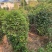 笼子桂花造型规整庭院种植易养护欢迎选购