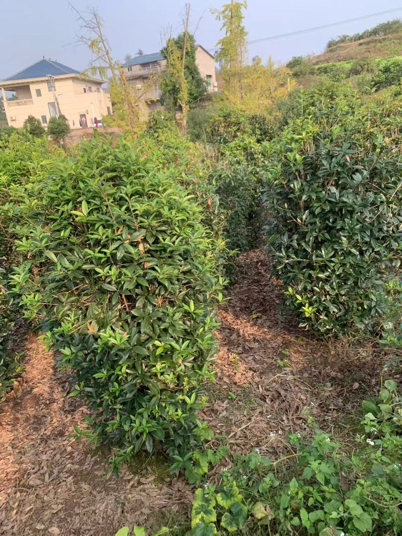 笼子桂花造型规整庭院种植易养护欢迎选购