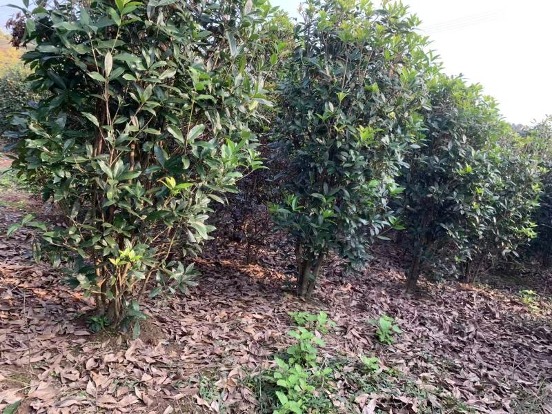 笼子桂花造型规整庭院种植易养护欢迎选购