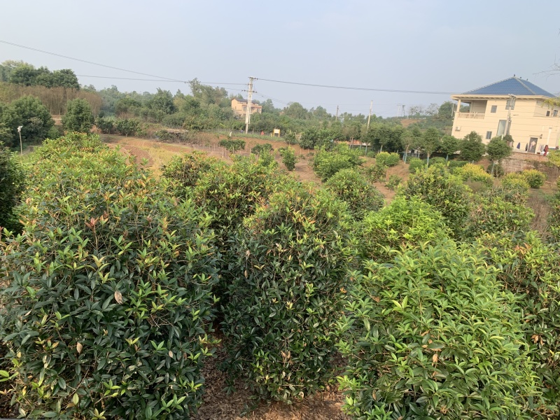 笼子桂花造型规整庭院种植易养护欢迎选购