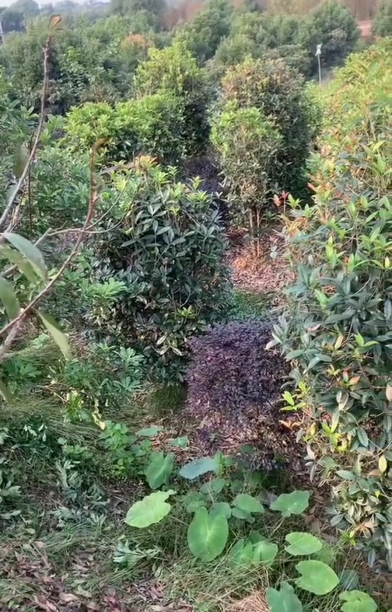笼子桂花造型规整庭院种植易养护欢迎选购