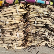 深水荷花苗四季荷花苗精品荷花基地直发