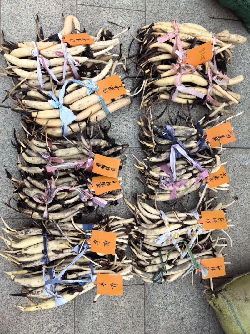 深水荷花苗四季荷花苗精品荷花基地直发