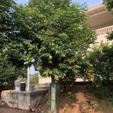 精品天竺桂树形挺拔室外景观绿植移栽易活