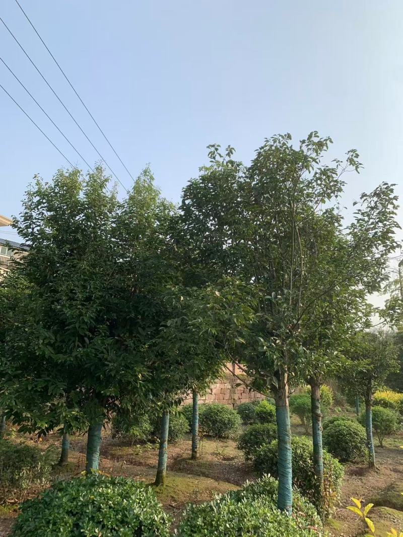 精品天竺桂树形挺拔室外景观绿植移栽易活