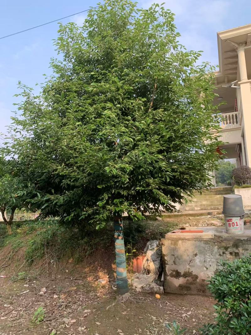 精品天竺桂树形挺拔室外景观绿植移栽易活