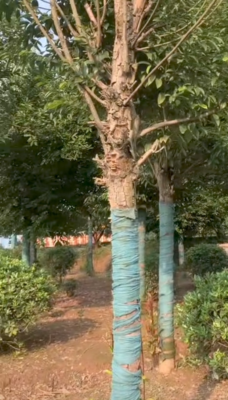 精品天竺桂树形挺拔室外景观绿植移栽易活