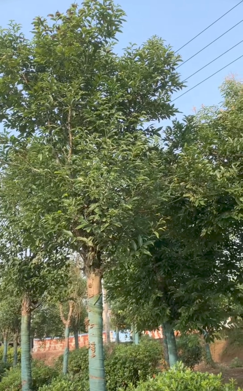 精品天竺桂树形挺拔室外景观绿植移栽易活