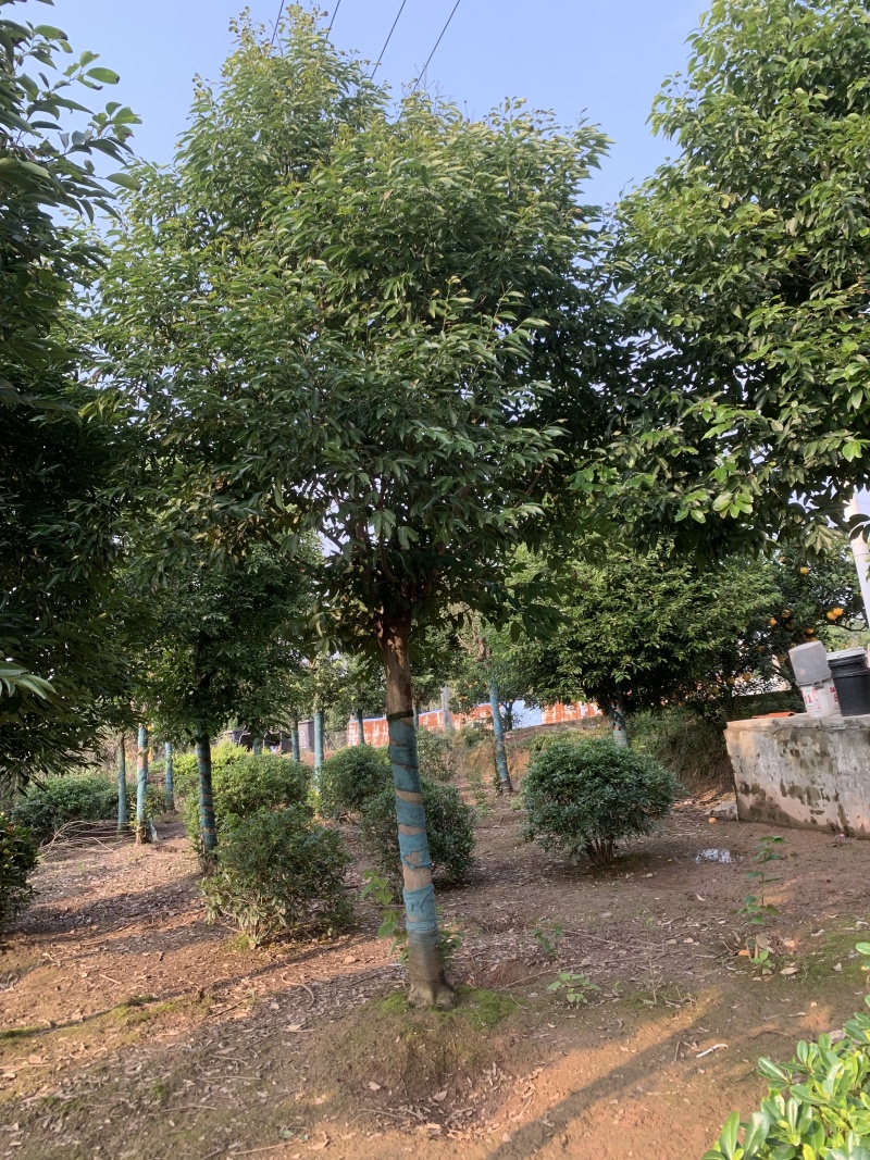 精品天竺桂树形挺拔室外景观绿植移栽易活