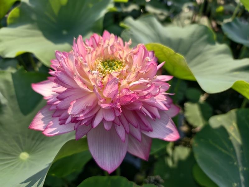 荷花精品荷花四季荷花深水荷花