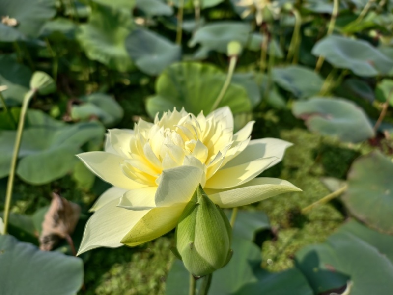 荷花精品荷花四季荷花深水荷花