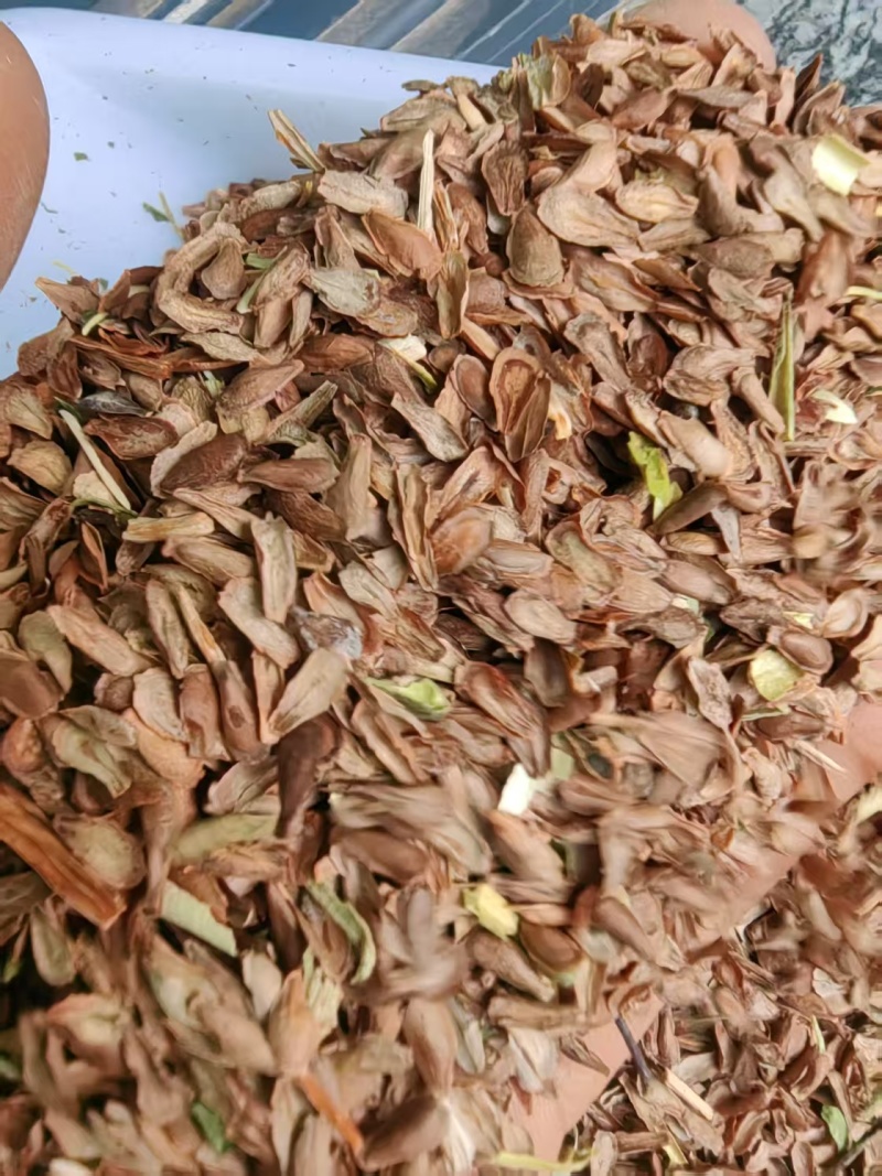 大叶隔山消（白首乌）种籽，颗粒饱满，发芽率相当高