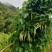 大叶隔山消（白首乌）种籽，颗粒饱满，发芽率相当高
