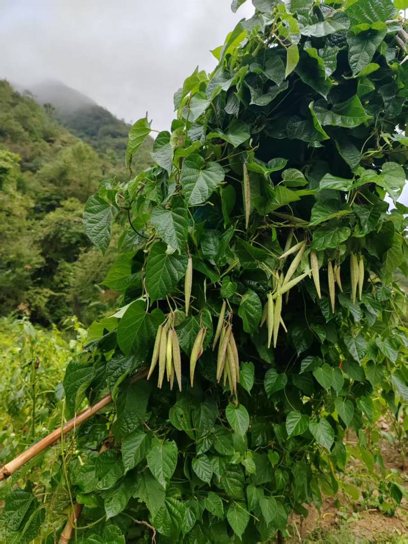 大叶隔山消（白首乌）种籽，颗粒饱满，发芽率相当高