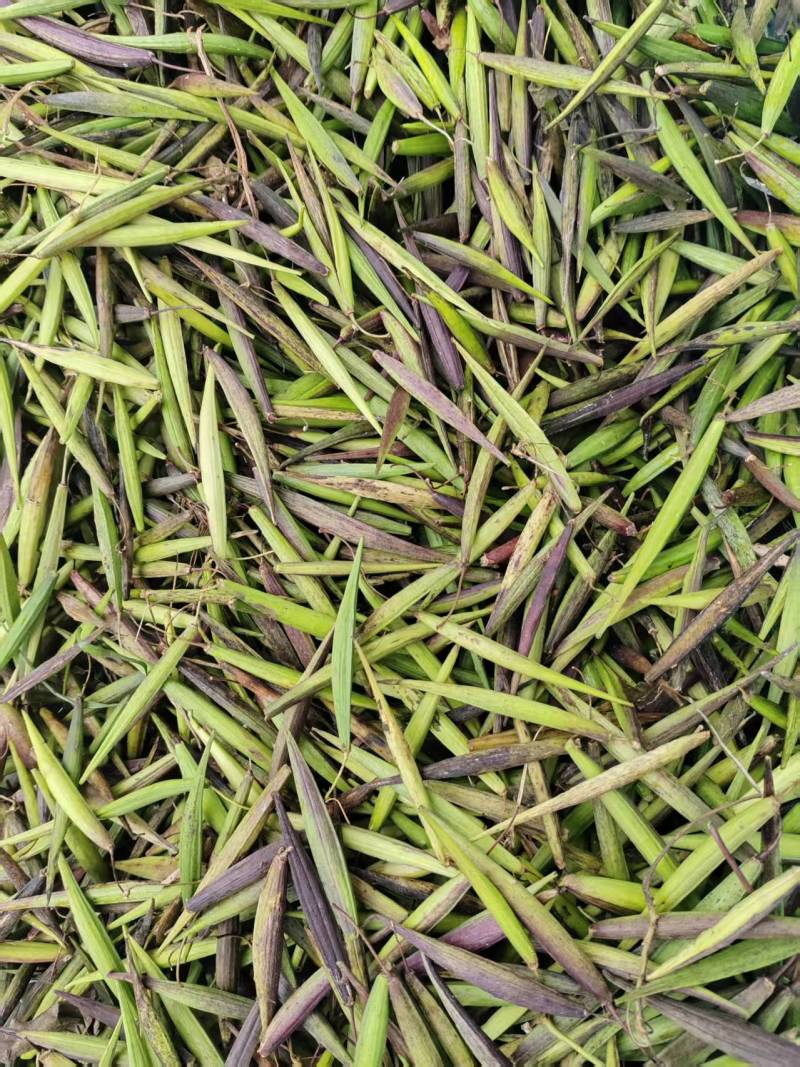 大叶隔山消（白首乌）种籽，颗粒饱满，发芽率相当高
