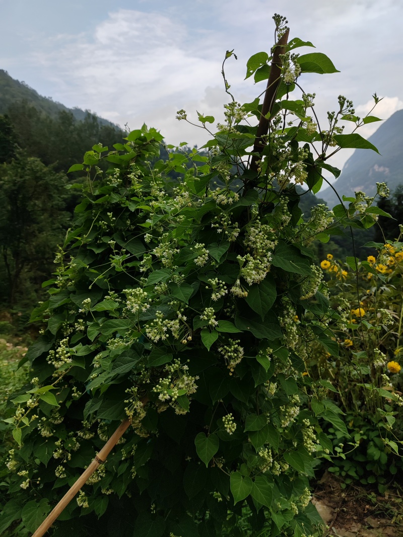 大叶隔山消（白首乌）种籽，颗粒饱满，发芽率相当高