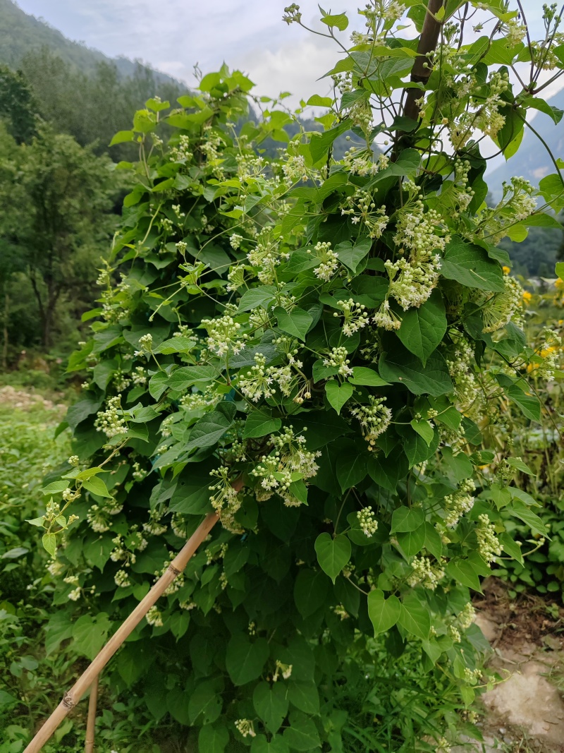 大叶隔山消（白首乌）种籽，颗粒饱满，发芽率相当高