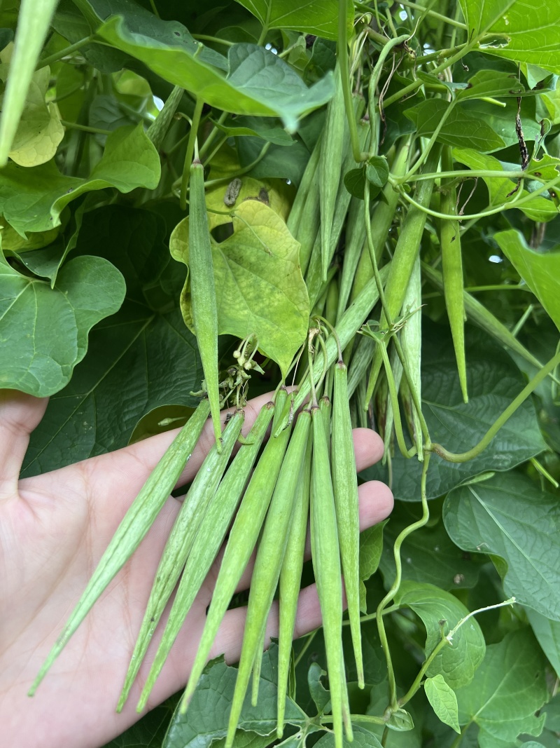 大叶隔山消（白首乌）种籽，颗粒饱满，发芽率相当高