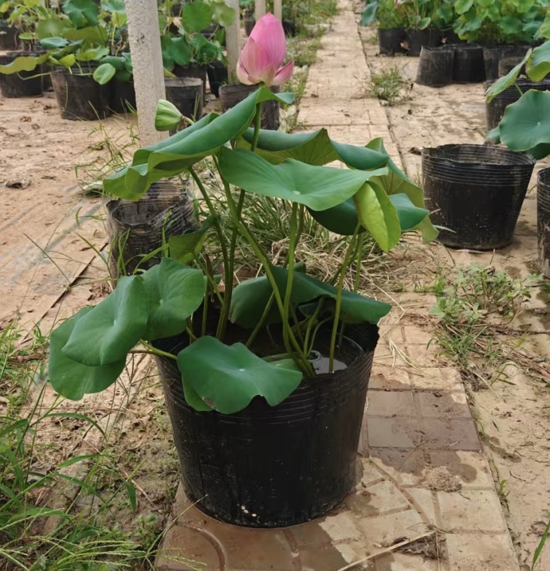 盆栽荷花盆栽荷花苗