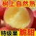 高山红富士苹果丑平当季新鲜水果脆甜冰糖心应季水果