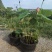 盆栽荷花荷花苗
