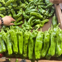 薄皮泡椒，量大质优，大量供应市场，电商。