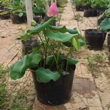 盆栽荷花盆栽荷花苗