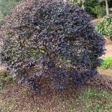 红继木球冠冠形饱满庭院景观绿植四季红叶好养护