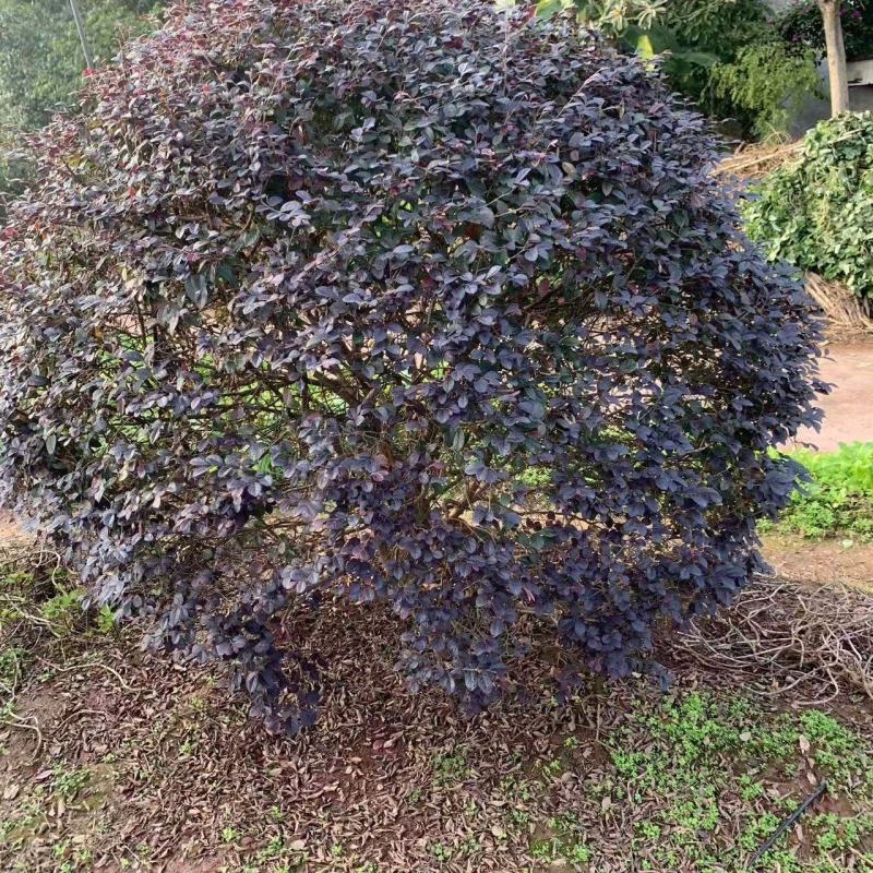 红继木球冠冠形饱满庭院景观绿植四季红叶好养护