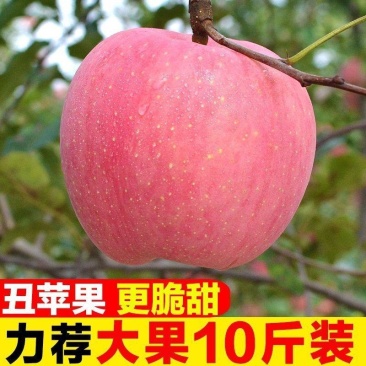 陕西红富士丑苹果5/10斤冰糖心新鲜现摘