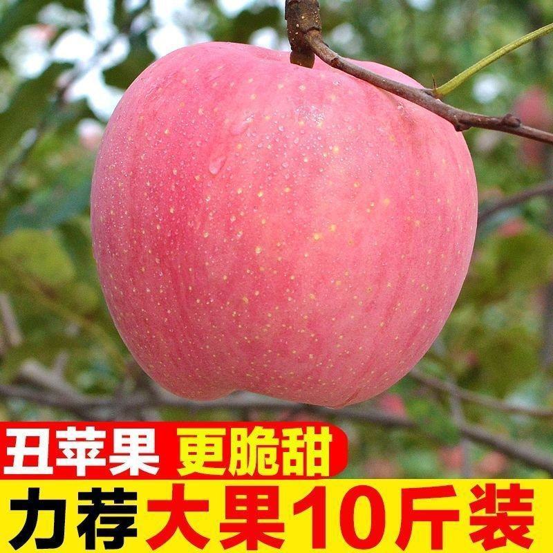 陕西红富士丑苹果5/10斤冰糖心新鲜现摘