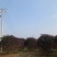 红继木球冠冠形饱满庭院景观绿植四季红叶好养护