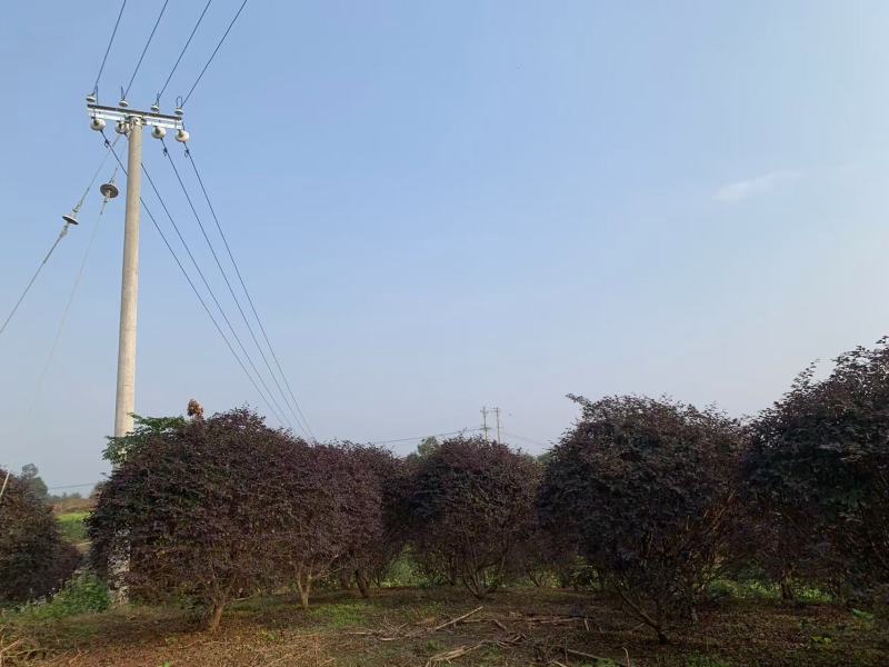 红继木球冠冠形饱满庭院景观绿植四季红叶好养护