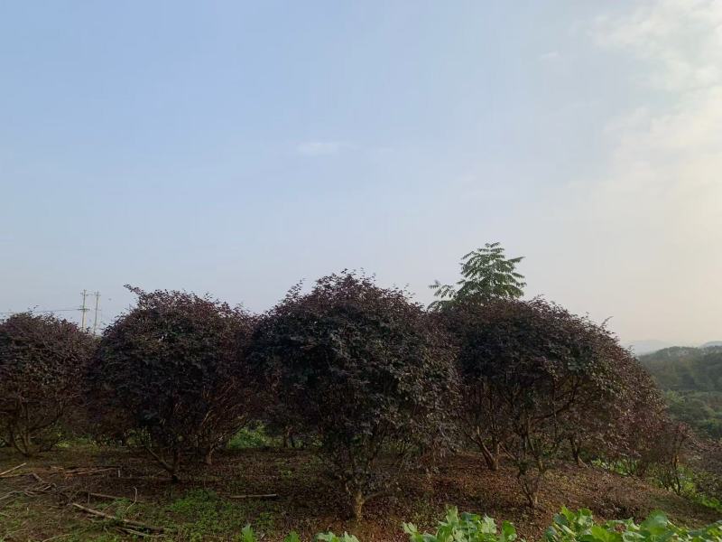 红继木球冠冠形饱满庭院景观绿植四季红叶好养护