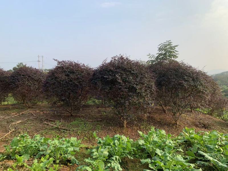 红继木球冠冠形饱满庭院景观绿植四季红叶好养护