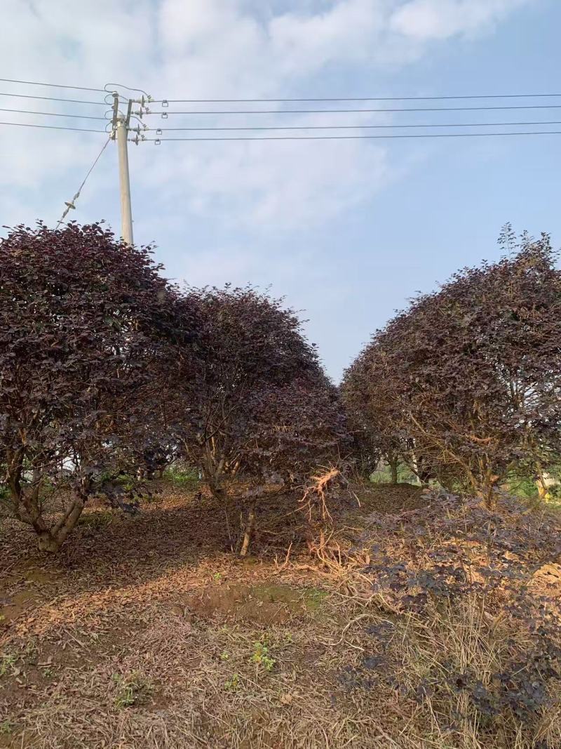 红继木球冠冠形饱满庭院景观绿植四季红叶好养护