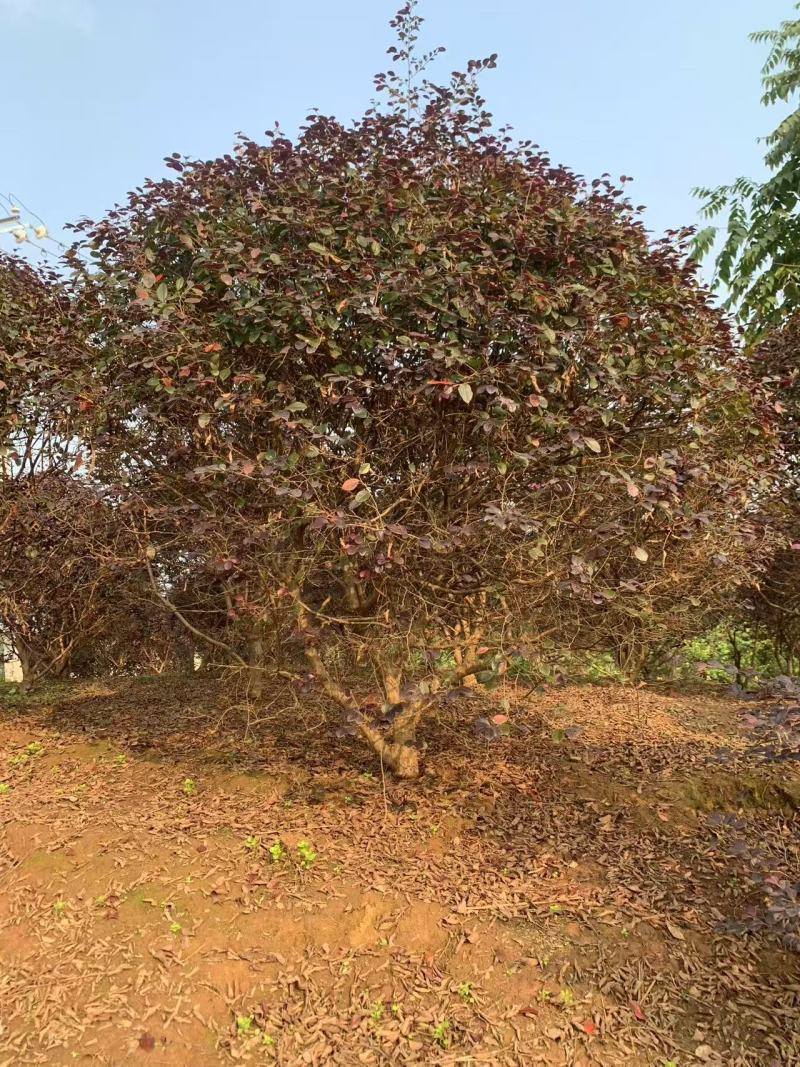 红继木球冠冠形饱满庭院景观绿植四季红叶好养护