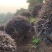 红继木球冠冠形饱满庭院景观绿植四季红叶好养护
