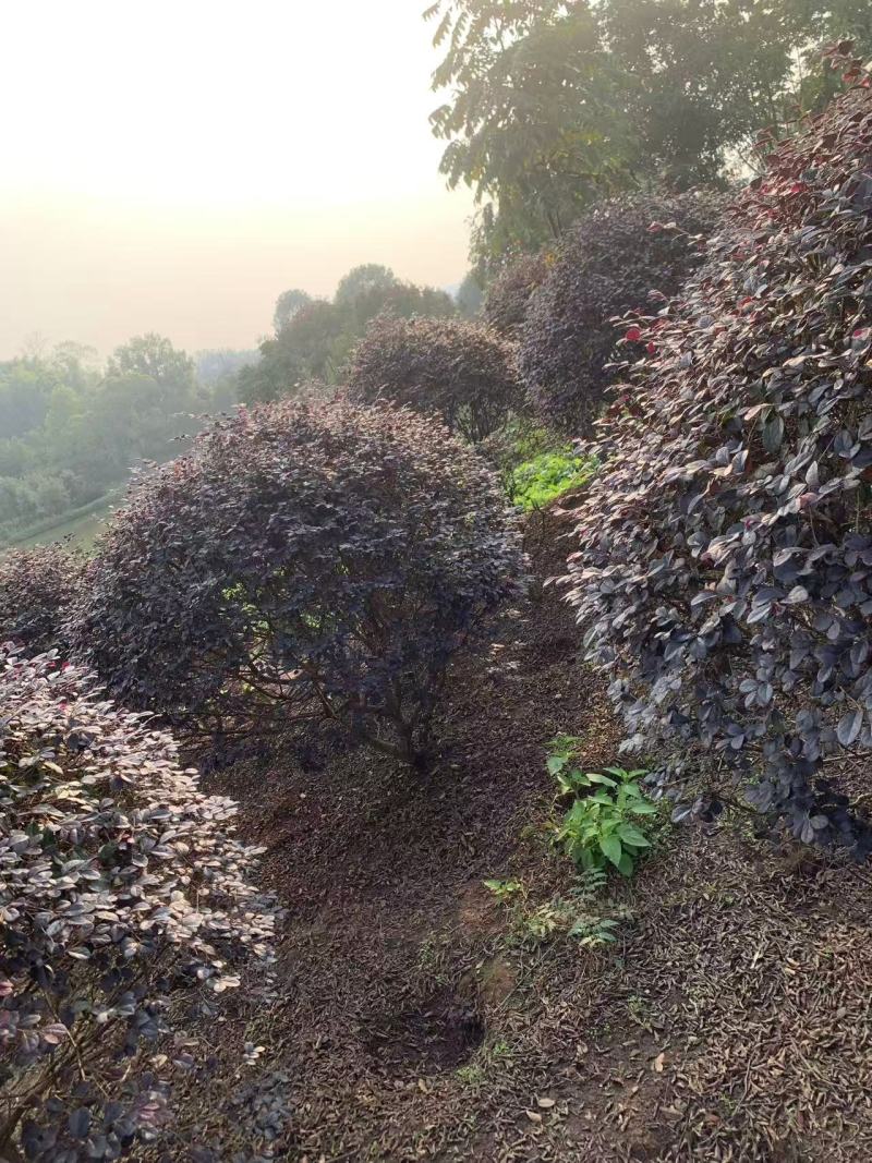红继木球冠冠形饱满庭院景观绿植四季红叶好养护