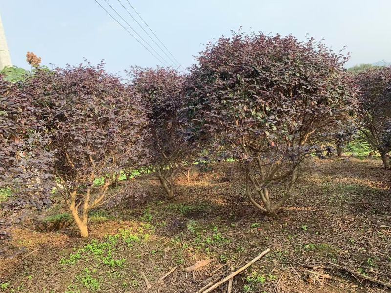 红继木球冠冠形饱满庭院景观绿植四季红叶好养护