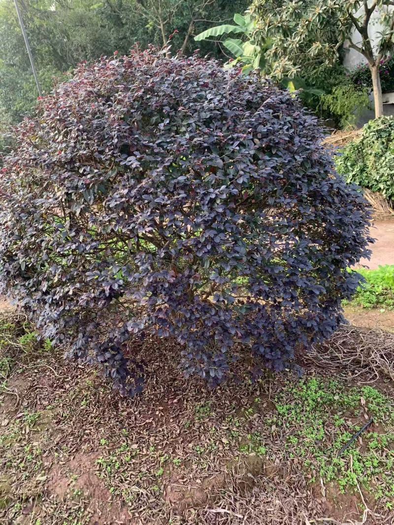 红继木球冠冠形饱满庭院景观绿植四季红叶好养护