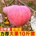 陕西红富士丑苹果5/10斤冰糖心新鲜现摘