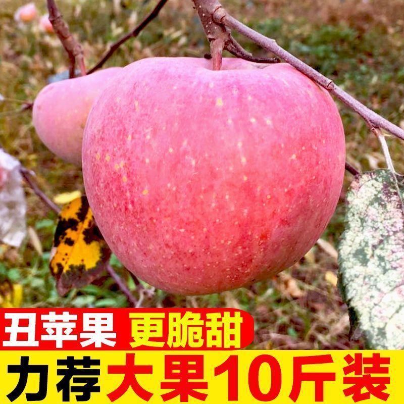 陕西红富士丑苹果5/10斤冰糖心新鲜现摘