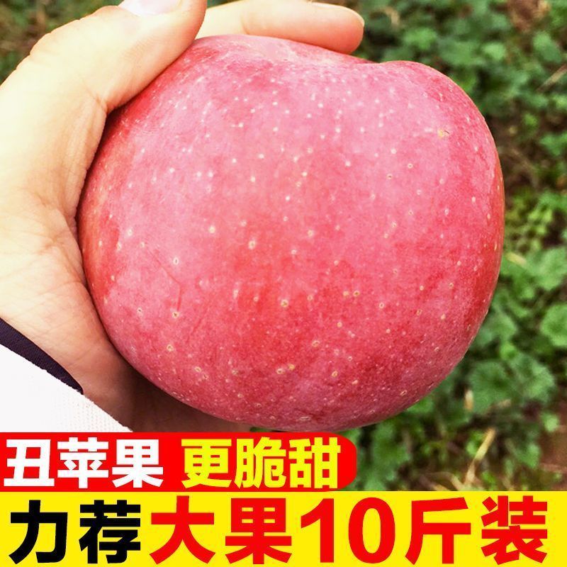 陕西红富士丑苹果5/10斤冰糖心新鲜现摘