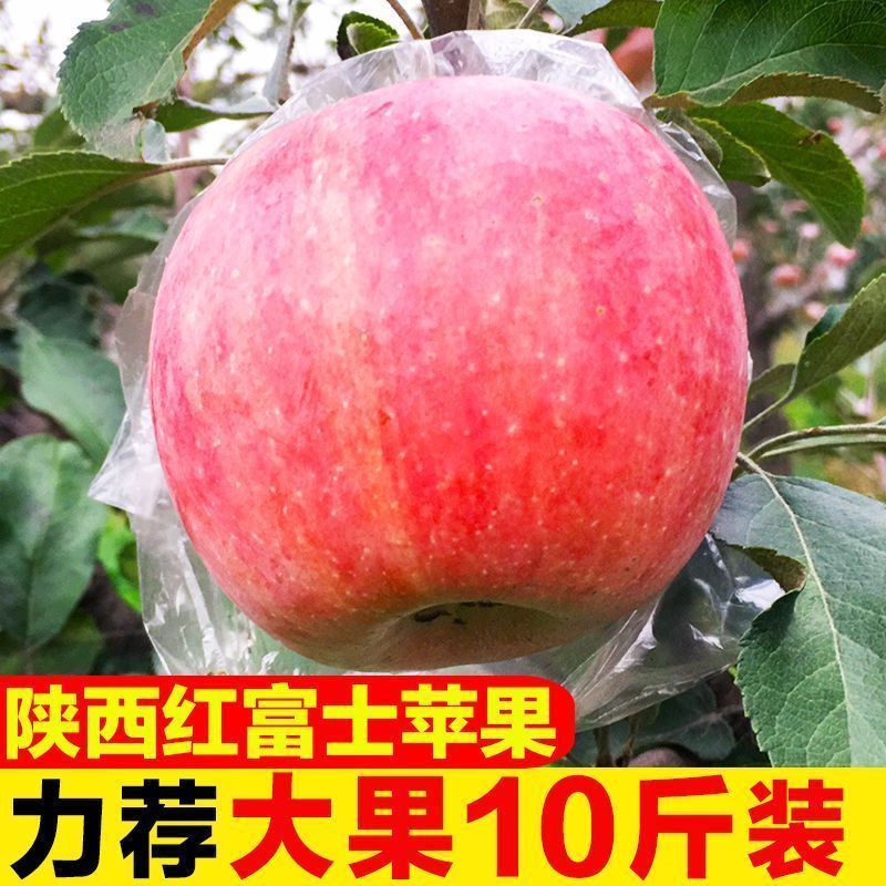 陕西红富士丑苹果5/10斤冰糖心新鲜现摘