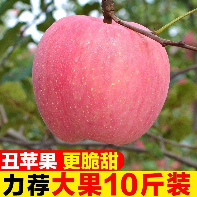 陕西红富士丑苹果5/10斤冰糖心新鲜现摘